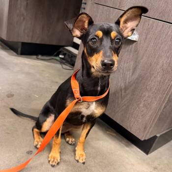 Zoey -  Miniature Pinscher Dog for Adoption in Tampa, Florida - Zoey | PetCurious