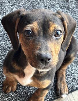 Bambi -  Hound Dog for Adoption in Richmond, Virginia - Bambi | PetCurious