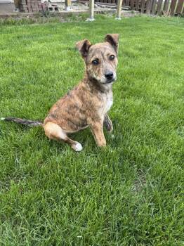 Mixed Breed Dogs Available for Adoption in Sioux Falls, South Dakota - Rocco | PetCurious