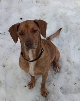 Hound Dogs Available for Adoption in Kutztown, Pennsylvania - Momma Red | PetCurious