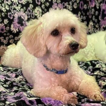 Rescue Poodle and Maltese Dogs for Adoption in Cupertino, California - CHLOE 5 Years 12 Pounds | PetCurious