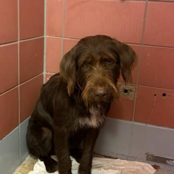 LEIA -  Poodle and Labrador Retriever Dog for Adoption in Houston, Texas - LEIA | PetCurious