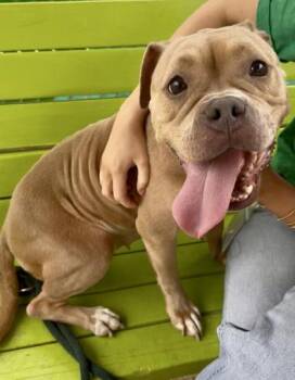 Pit Bull Terrier and Mixed Breed Dogs Available for Adoption in Fort Worth, Texas - Wildflower | PetCurious