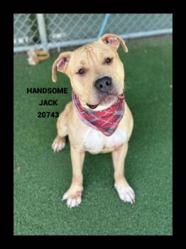 HANDSOME JACK -  Pit Bull Terrier Dog for Adoption in Marietta, Georgia - HANDSOME JACK | PetCurious