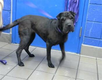 WILMA -  Shar Pei and Mixed Breed Dog for Adoption in Albuquerque, New Mexico - WILMA | PetCurious