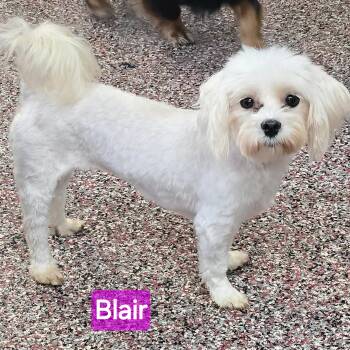 Blair -  Maltese Dog for Adoption in Wheelersburg, Ohio - Blair | PetCurious
