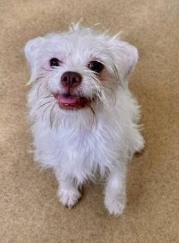 TONY -  Border Terrier and Mixed Breed Dog for Adoption in Derwood, Maryland - TONY | PetCurious