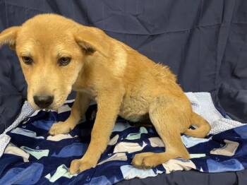 Pit Bull Terrier and Mixed Breed Dogs Available for Adoption in Modesto, California - A609976 | PetCurious