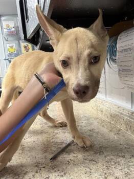 RED -  Siberian Husky and Pit Bull Terrier Dog for Adoption in Tallahassee, Florida - RED | PetCurious
