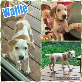 Waffle -  Labrador Retriever and Hound Dog for Adoption in Ringwood, New Jersey - Waffle | PetCurious