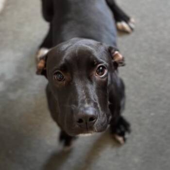 Lemon A5791461 -  Pit Bull Terrier Dog for Adoption in Los Angeles, California - Lemon A5791461 | PetCurious