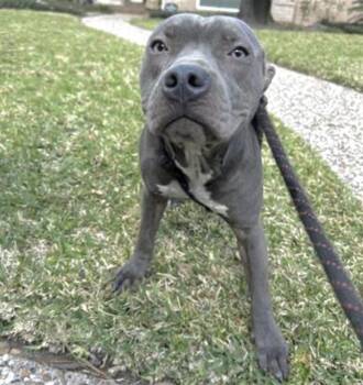 Pit Bull Terrier Dogs Available for Adoption - A651453 | PetCurious