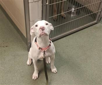 WILLOW -  Mixed Breed Dog for Adoption in Santa Fe, New Mexico - WILLOW | PetCurious