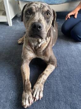 Rescue Terrier Dogs for Adoption in Fort Lauderdale, Florida - Shadow | PetCurious