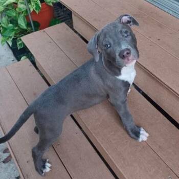 Gunner -  Pit Bull Terrier Dog for Adoption in East St. Louis, Illinois - Gunner | PetCurious