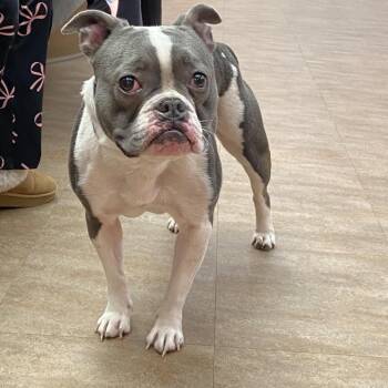 Pit Bull Terrier Dogs Available for Adoption - Moxie | PetCurious