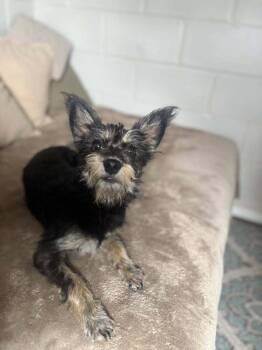 Terrier Dogs Available for Adoption in San Leon, Texas - Allie | PetCurious