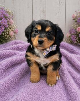 Dachshund Dogs Available for Adoption in Renton, Washington - Sweet Pea | PetCurious