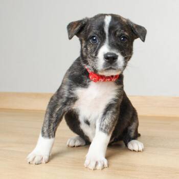 Border Collie Dogs Available for Adoption in Minnetonka, Minnesota - Crimson D69464 | PetCurious