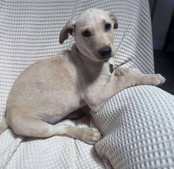 Rescue Jack Russell Terrier Dogs for Adoption in Mission Viejo, California - Pal | PetCurious