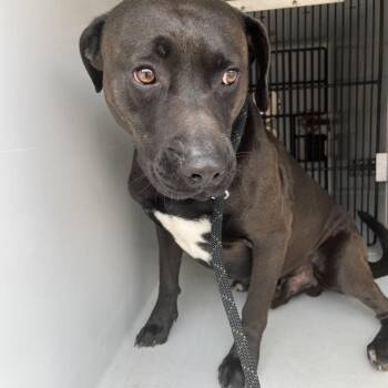 Linden -  Pit Bull Terrier and Mixed Breed Dog for Adoption in Beaumont, Texas - Linden | PetCurious
