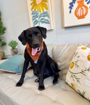 Tessa May Black Lab Beauty -  Black Labrador Retriever and Hound Dog for Adoption in Friendswood, Texas - Tessa May Black Lab Beauty | PetCurious