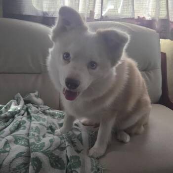 Hendrix -  Husky and Pomeranian Dog for Adoption in Fulton, Texas - Hendrix | PetCurious