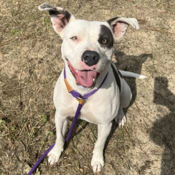 Rescue Mixed Breed and American Bulldog Dogs for Adoption in Claxton, Georgia - Clover | PetCurious