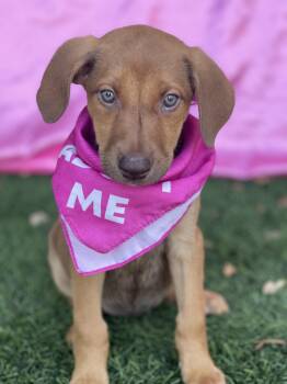 HONEY -  Shepherd Dog for Adoption in Rowland Heights, California - HONEY | PetCurious