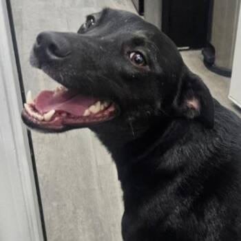 Remy -  Black Labrador Retriever and Mixed Breed Dog for Adoption in Corpus Christi, Texas - Remy | PetCurious