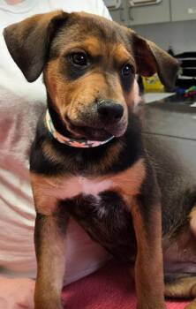 Bernese Mountain Dog Dogs Available for Adoption in Sandusky, Ohio - Sabrina | PetCurious