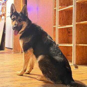 Thor (26-304) -  German Shepherd Dog Dog for Adoption in New Ringgold, Pennsylvania - Thor (26-304) | PetCurious
