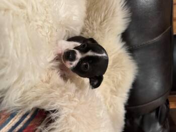 Tilly -  Chihuahua Dog for Adoption in Glenwood City, Wisconsin - Tilly | PetCurious