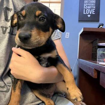Flash -  Border Collie and Rottweiler Dog for Adoption in Casa Grande, Arizona - Flash | PetCurious