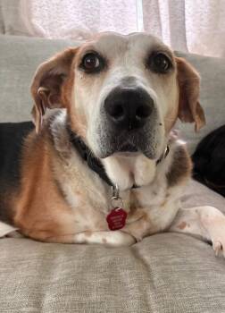 Ethel -  Mixed Breed Dog for Adoption in Groveland, Massachusetts - Ethel | PetCurious