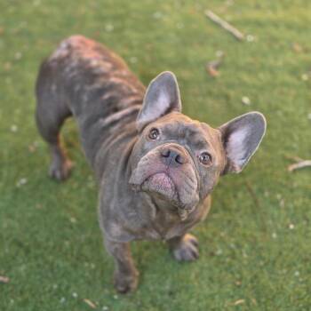Beluga JuM -  French Bulldog Dog for Adoption in Austin, Texas - Beluga JuM | PetCurious