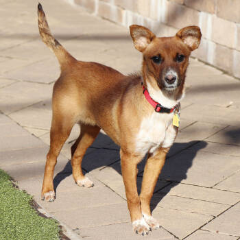 Rescue Mixed Breed Dogs for Adoption in Port Washington, New York - Ashley | PetCurious