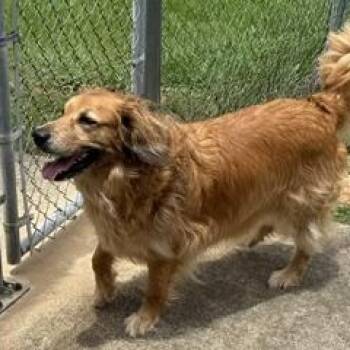 Spring -  Golden Retriever and Cocker Spaniel Dog Available for Adoption in New Canaan, Connecticut - Spring | PetCurious