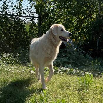 Edith -  Great Pyrenees Dog for Adoption in Bend, Oregon - Edith | PetCurious