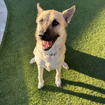 Echo -  Shepherd Dog for Adoption in Mesquite, Texas - Echo | PetCurious