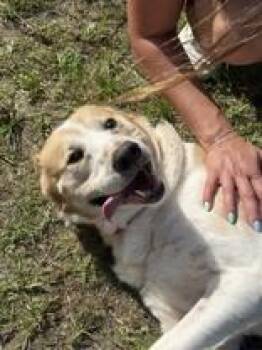 Scout -  Labrador Retriever Dog for Adoption in Potsdam, New York - Scout | PetCurious