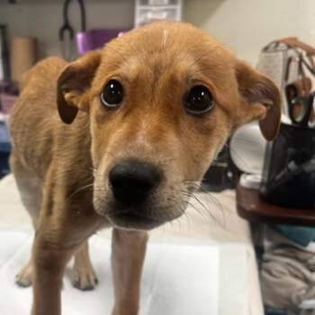 Toby -  Shepherd and Mixed Breed Dog for Adoption in Lynchburg, Virginia - Toby | PetCurious