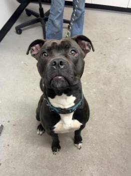 Miller -  Mixed Breed Dog for Adoption in West Chester, Pennsylvania - Miller | PetCurious