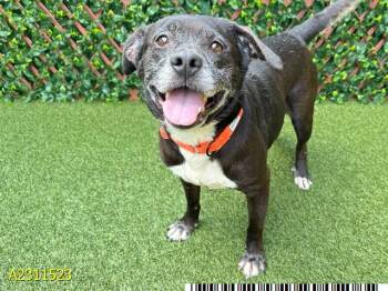 Mixed Breed Dogs Available for Adoption - TARBY | PetCurious