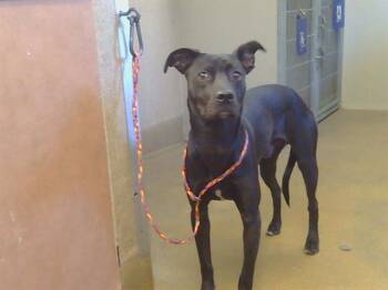 KAIDO -  American Staffordshire Terrier and German Shepherd Dog Dog for Adoption in Sacramento, California - KAIDO | PetCurious