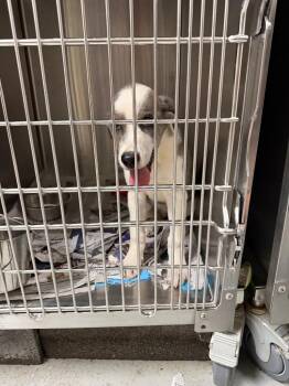 Ms. Sprinkles -  Australian Shepherd and Catahoula Leopard Dog Dog for Adoption in Ellijay, Georgia - Ms. Sprinkles | PetCurious