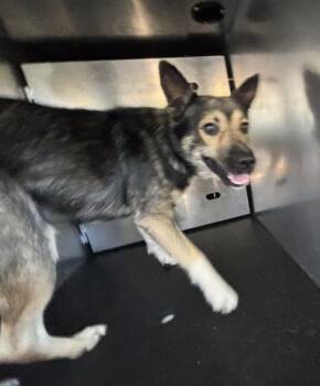 SHERLOCK -  German Shepherd Dog and Mixed Breed Dog for Adoption in Ontario, California - SHERLOCK | PetCurious