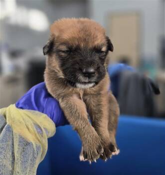 Mixed Breed Dogs Available for Adoption in Dallas, Texas - RYE | PetCurious