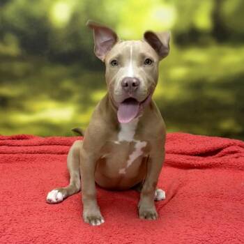 Luna -  Terrier and Mixed Breed Dog for Adoption in Auburn, New Hampshire - Luna | PetCurious
