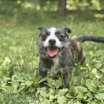 Cherry -  Pekingese and Maltese Dog for Adoption in West Milford, New Jersey - Cherry | PetCurious